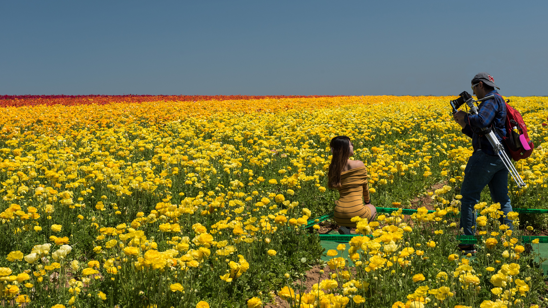 Fotoshooting im Blumenfeld Foto & Bild north america, united states
