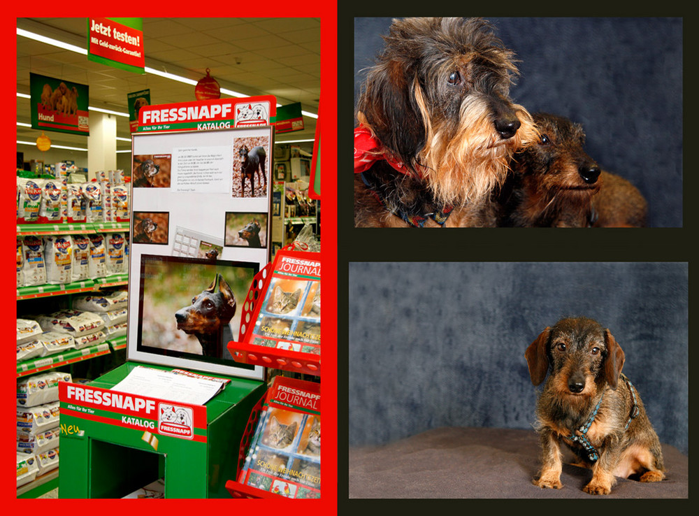 Fotoshooting im Fressnapf Foto &amp; Bild tiere, haustiere, hunde