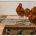 Fotoshooting im Hühnerstall