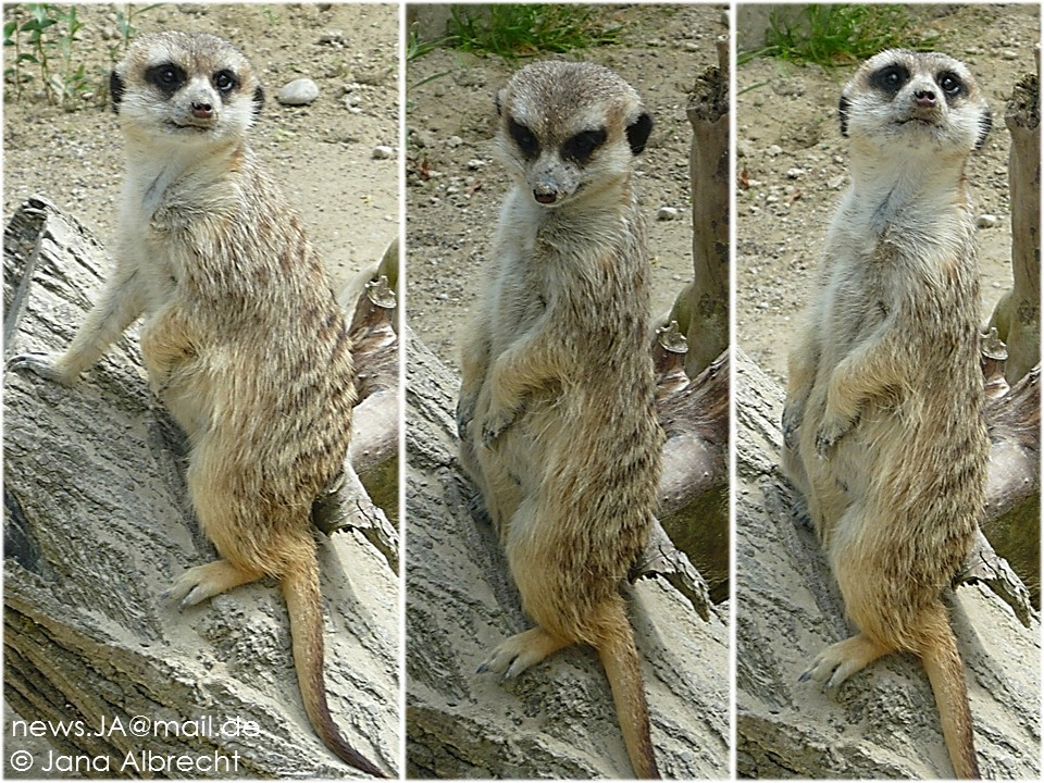 Fotoshooting im Tierpark Hellabrunn, München