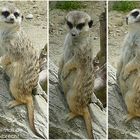 Fotoshooting im Tierpark Hellabrunn, München