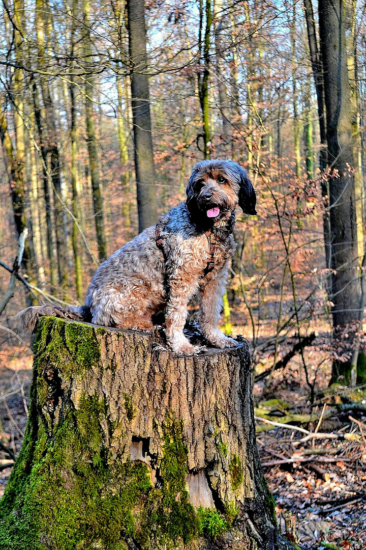 Fotoshooting im Wald