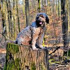 Fotoshooting im Wald