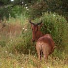 Fotoshooting in der Wildnis