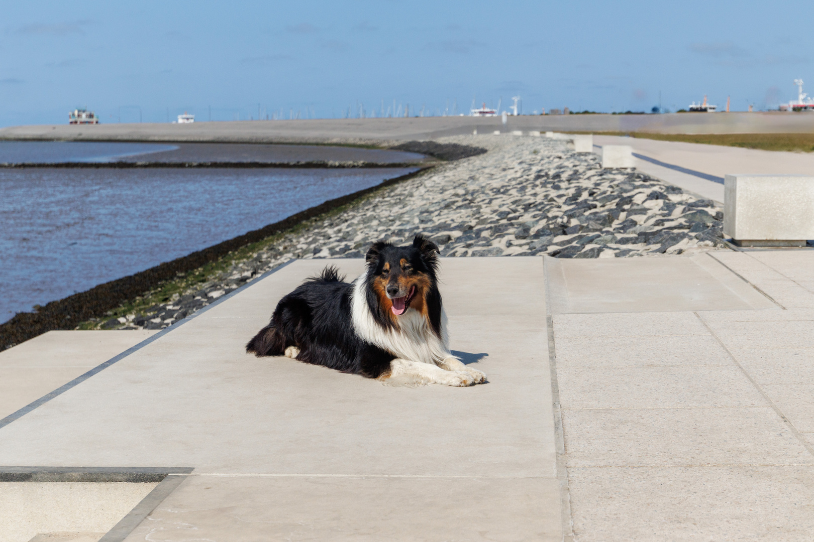 Fotoshooting in Norddeich mit Cooper