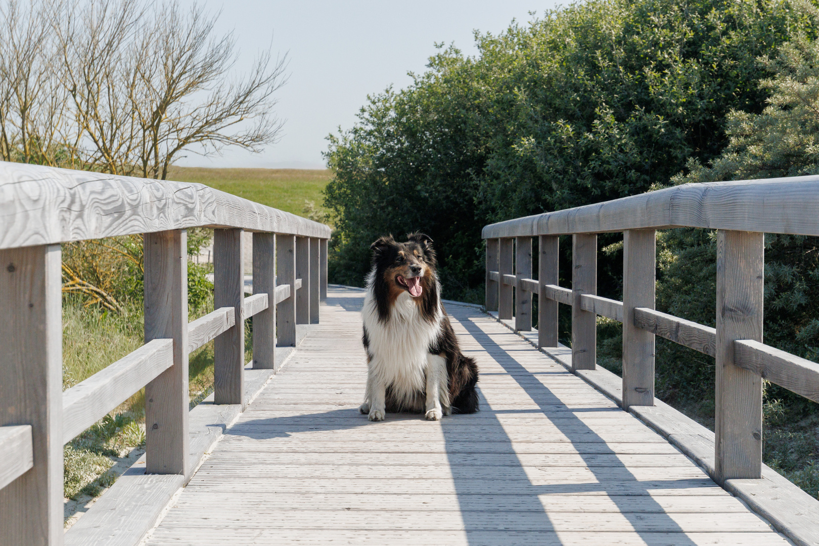 Fotoshooting in Norddeich mit Cooper