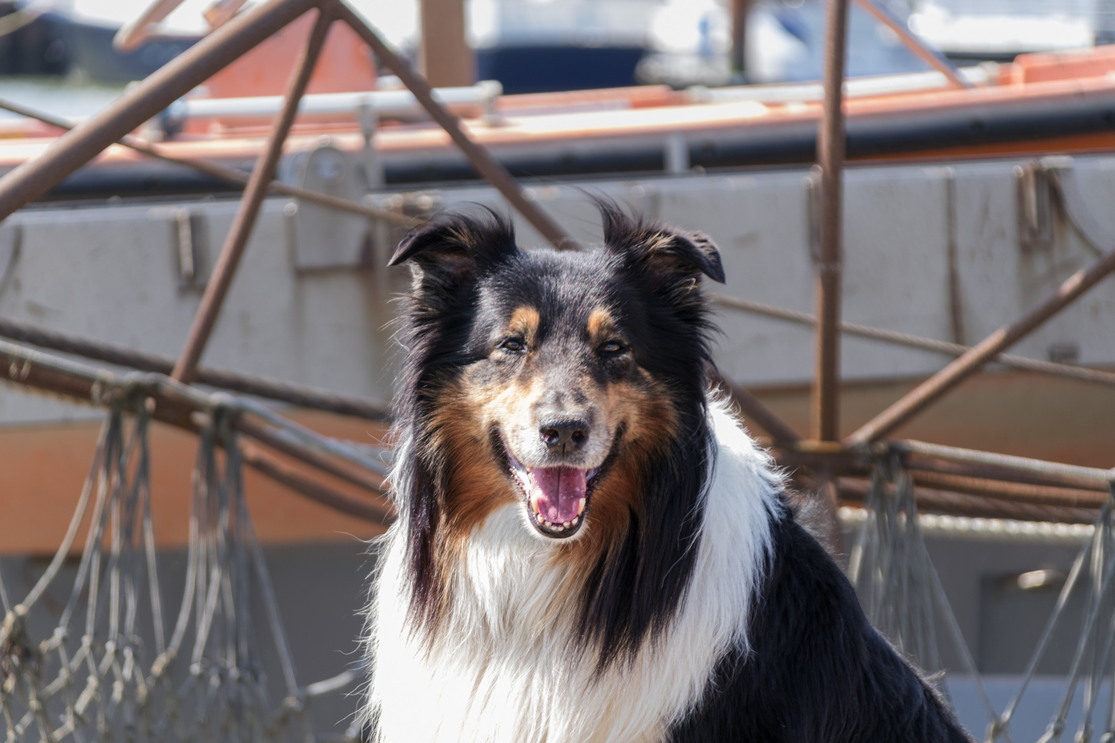 Fotoshooting in Norddeich mit Cooper