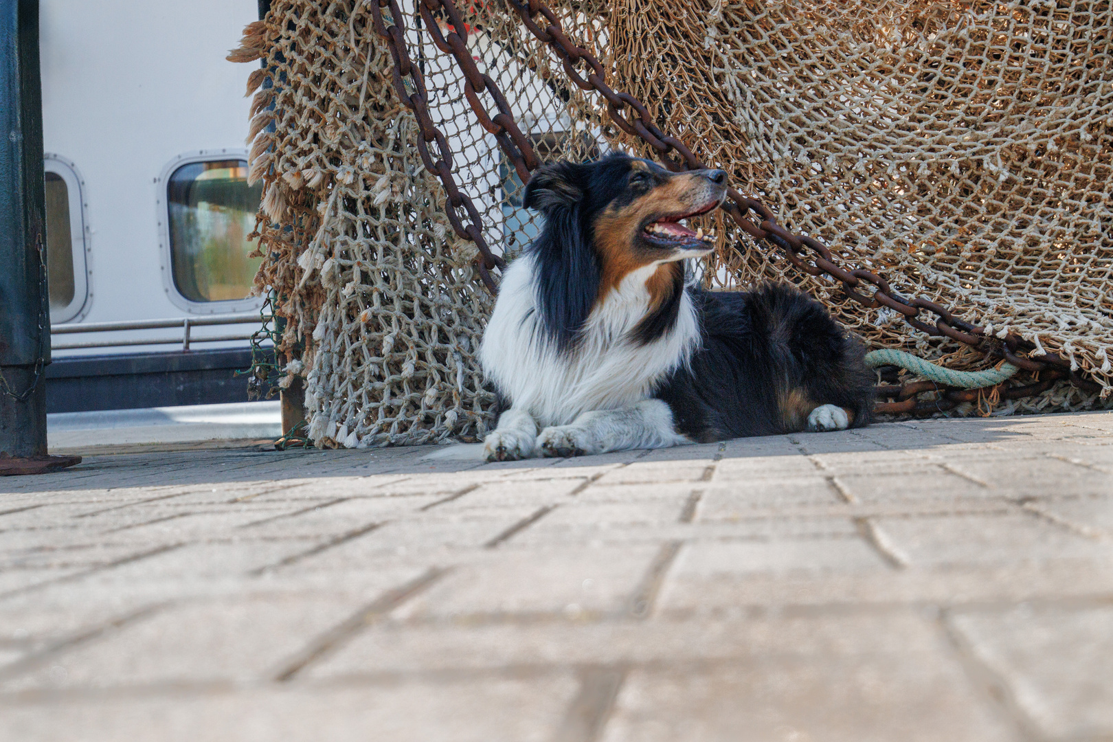 Fotoshooting in Norddeich mit Cooper