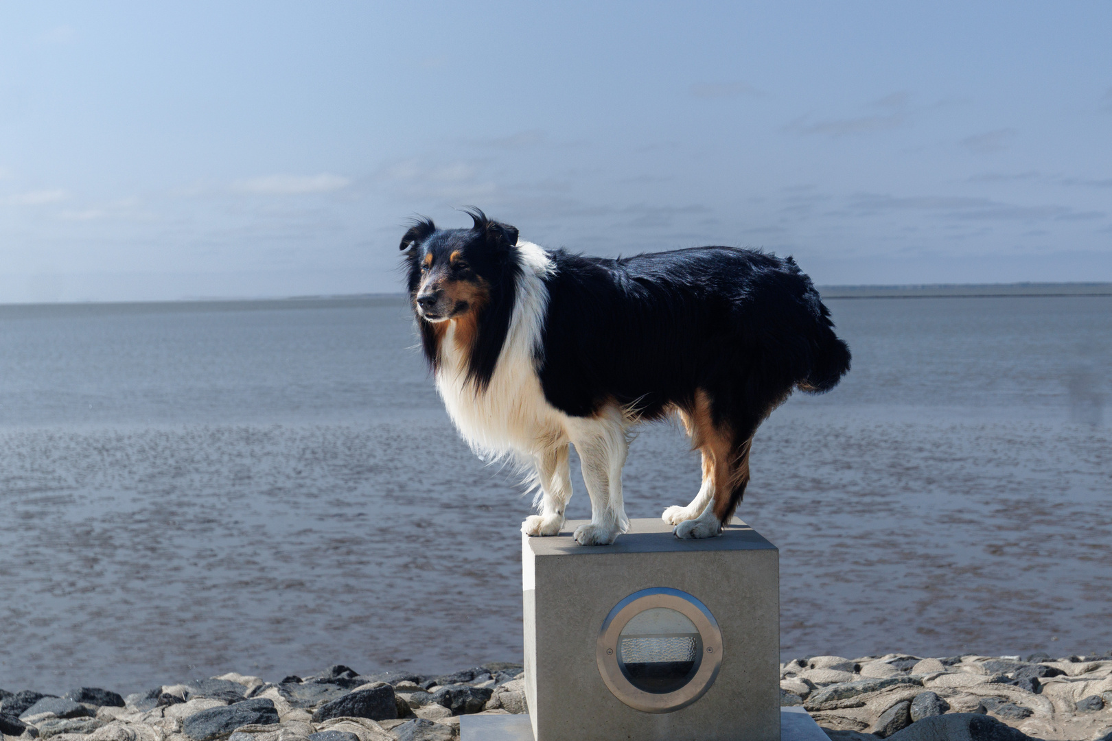 Fotoshooting in Norddeich mit Cooper