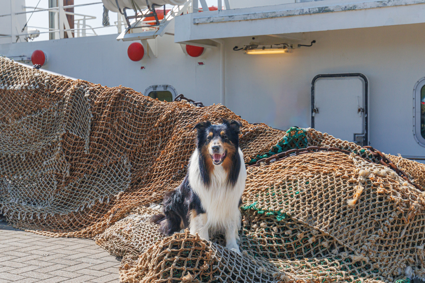 Fotoshooting in Norddeich mit Cooper