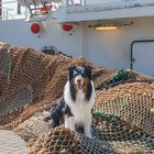 Fotoshooting in Norddeich mit Cooper