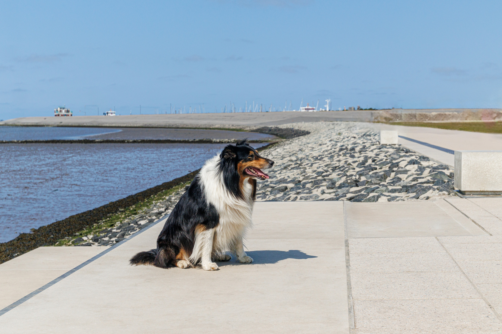 Fotoshooting in Norddeich mit Cooper