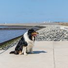 Fotoshooting in Norddeich mit Cooper