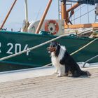 Fotoshooting in Norddeich mit Cooper