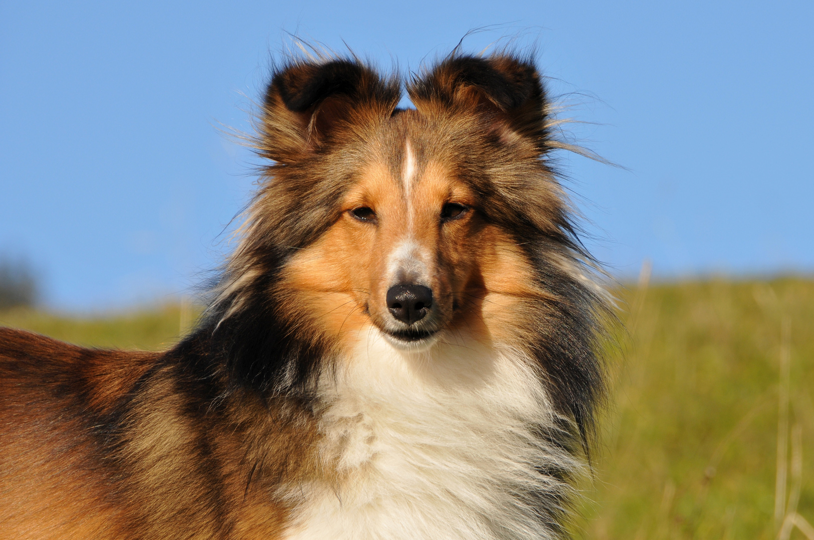 Fotoshooting mit Collie