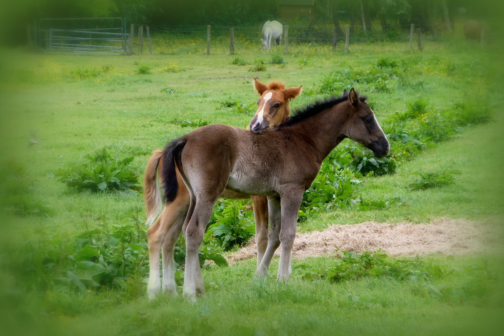 Fotoshooting mit dem "Duo"