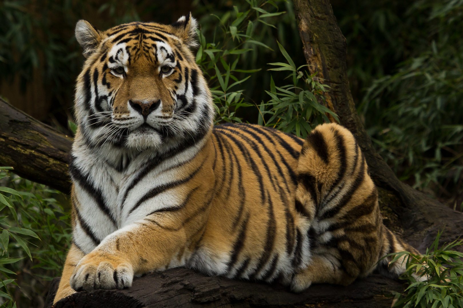 Fotoshooting mit dem Tiger