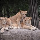 Fotoshooting mit den Löwenkindern 