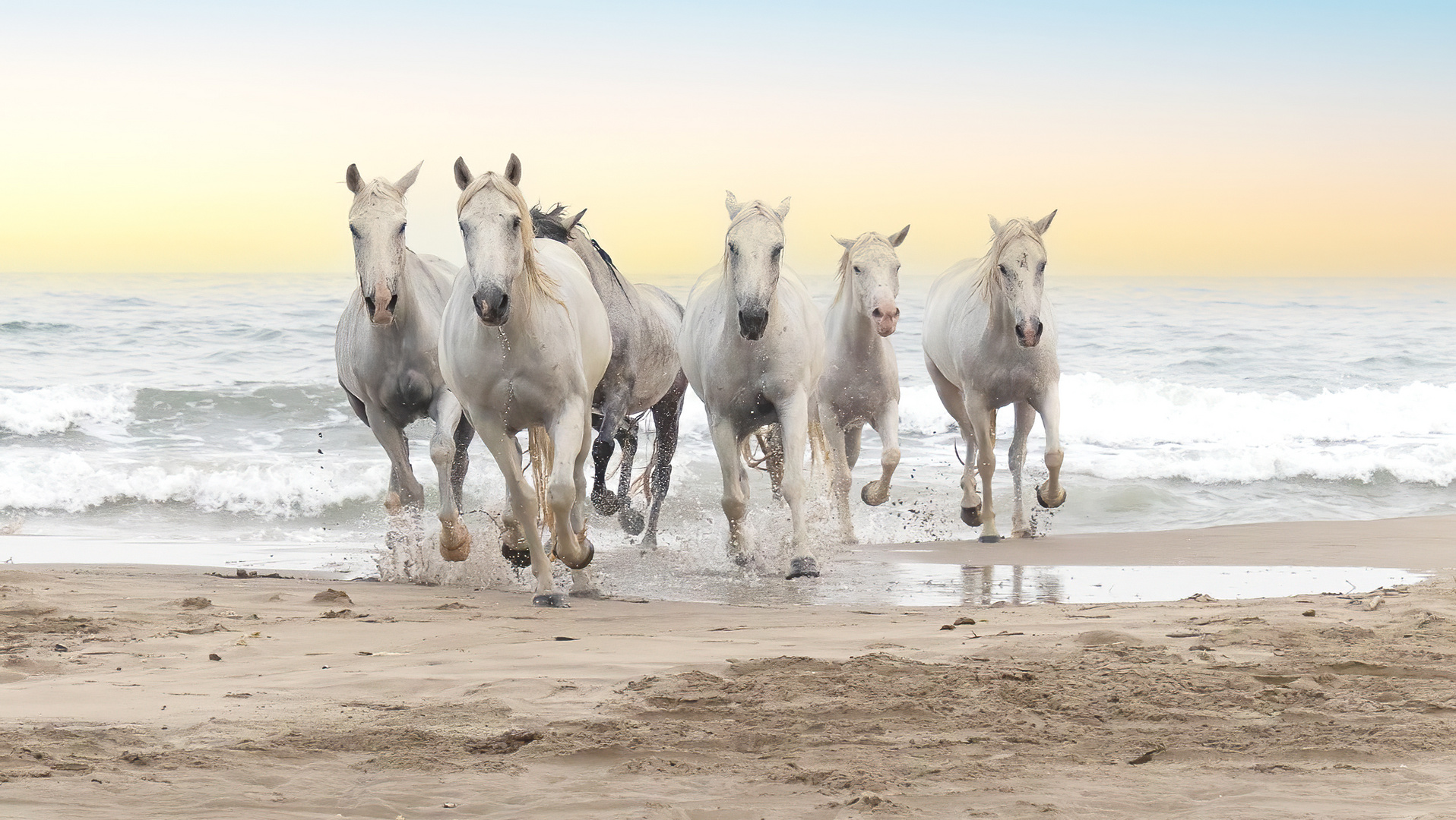 Fotoshooting mit den weißen Camargue Pferden am Meer