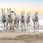 Fotoshooting mit den weißen Camargue Pferden am Meer