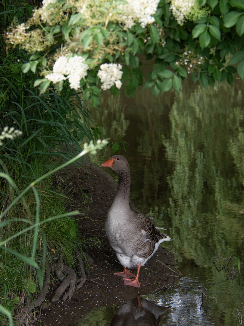 Fotoshooting mit der Modelgans