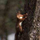 Fotoshooting mit Eichhörnchen