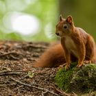 Fotoshooting mit einem Eichhörnchen