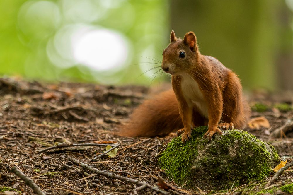 Fotoshooting mit einem Eichhörnchen