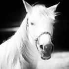 Fotoshooting mit einem Pferd