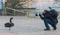 Fotoshooting mit einem Trauerschwan