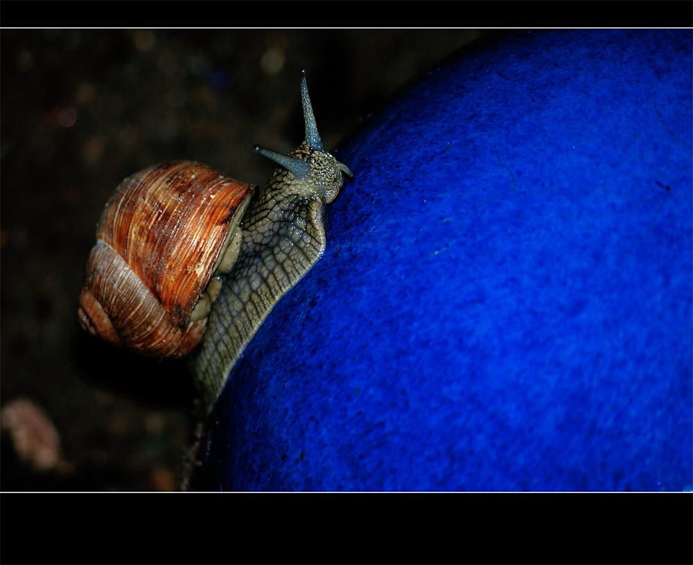 Fotoshooting mit einer gei....Schnecke