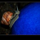 Fotoshooting mit einer gei....Schnecke