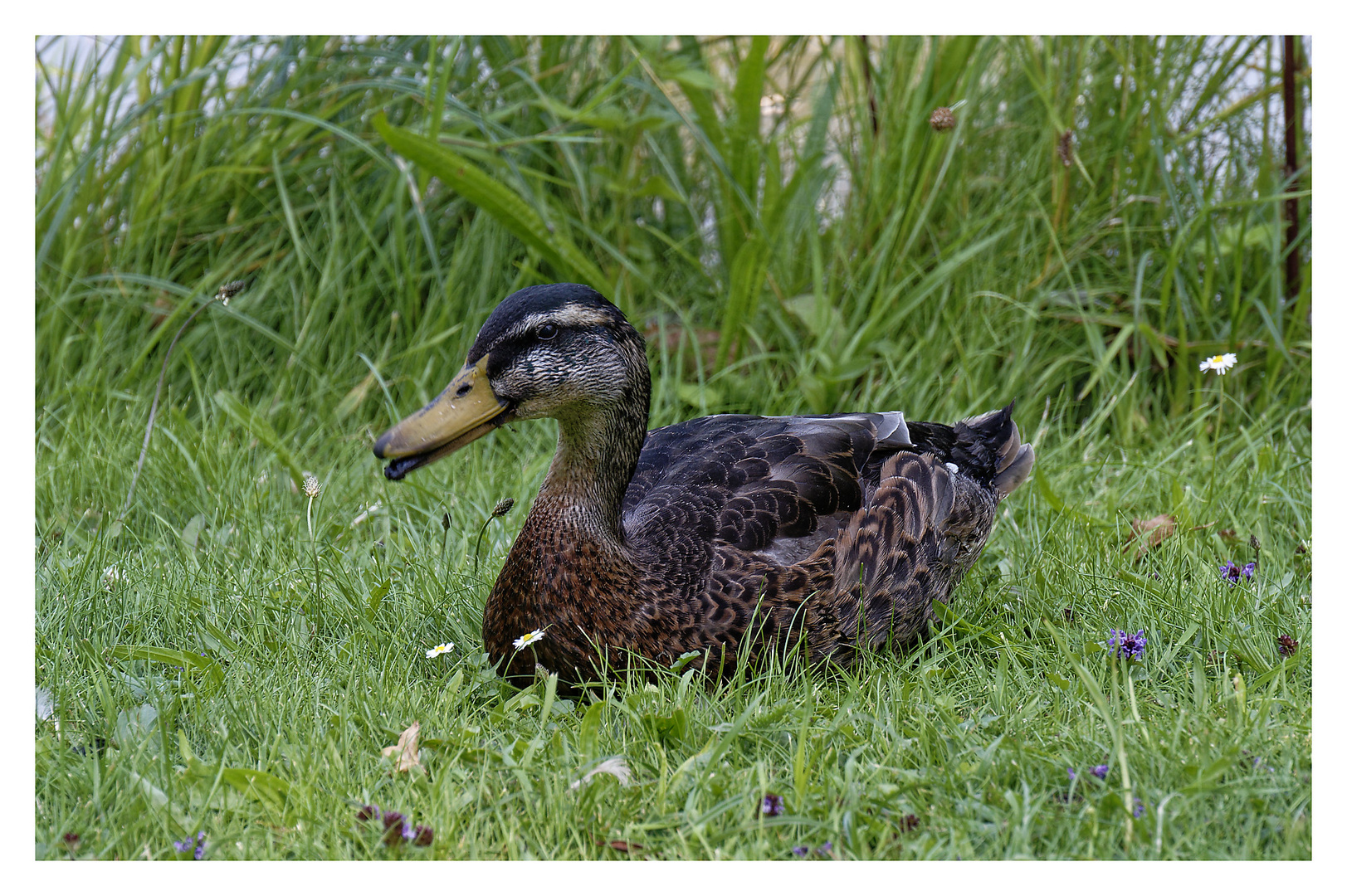 Fotoshooting mit Ente