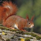 Fotoshooting mit Hörnchen