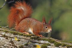 Fotoshooting mit Hörnchen