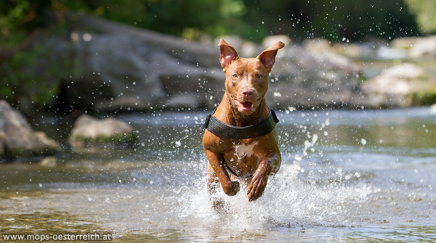 Fotoshooting mit Lana - 9 Monate - Pitbull