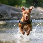 Fotoshooting mit Lana - 9 Monate - Pitbull