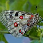 Fotoshooting mit meinem Freund, dem Roten Apollo (Parnassius apollo) (1) - L'Apollon rouge, mon ami!