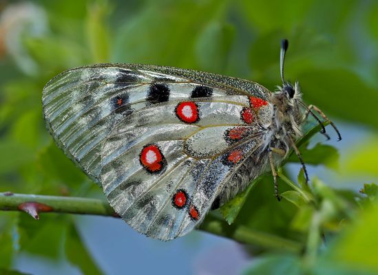 Fotoshooting mit meinem Freund, dem Roten Apollo (Parnassius apollo) (1) - L'Apollon rouge, mon ami!