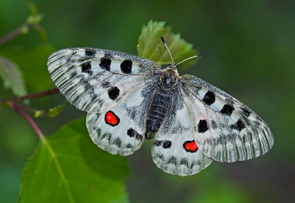 Fotoshooting mit meinem Freund, dem Roten Apollo (Parnassius apollo) (2) - L'Apollon rouge, mon ami!