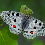 Fotoshooting mit meinem Freund, dem Roten Apollo (Parnassius apollo) (2) - L'Apollon rouge, mon ami!