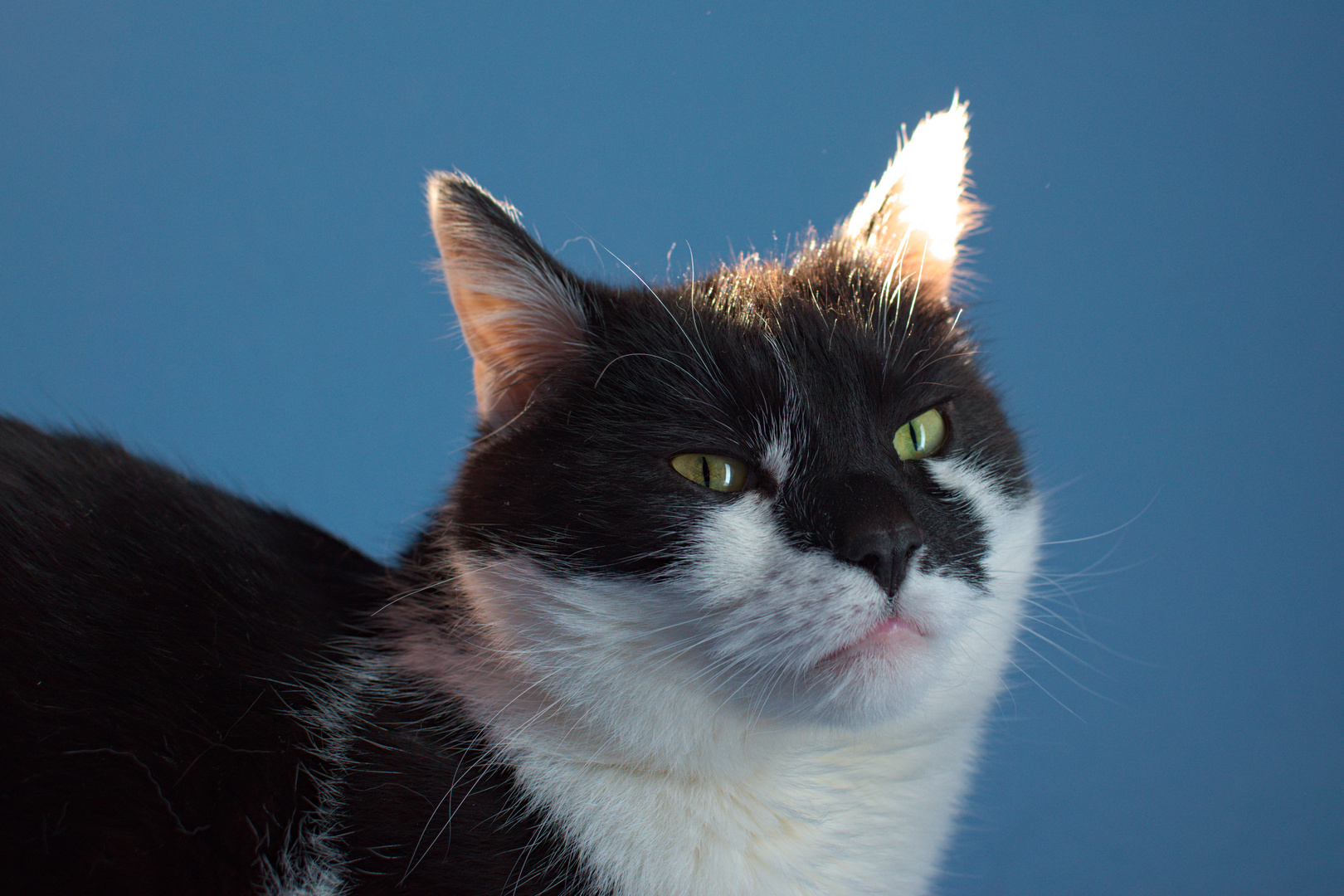 Fotoshooting mit meinem Kater Dusty