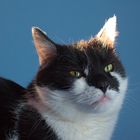 Fotoshooting mit meinem Kater Dusty