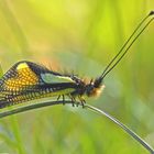 Fotoshooting mit "meinem" Libellen-Schmetterlingshaft (2. Foto) - L’Ascalaphe soufré.