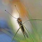Fotoshooting mit "meinem" Libellen-Schmetterlingshaft (3. Foto) - L’Ascalaphe soufré.