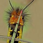 Fotoshooting mit "meinem" Libellen-Schmetterlingshaft (4. Foto) - L’Ascalaphe soufré.
