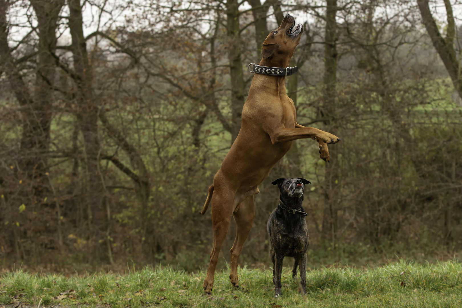 Fotoshooting mit Model Boma und Canbdy