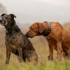 Fotoshooting mit Model Boma und Canbdy