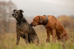 Fotoshooting mit Model Boma und Canbdy