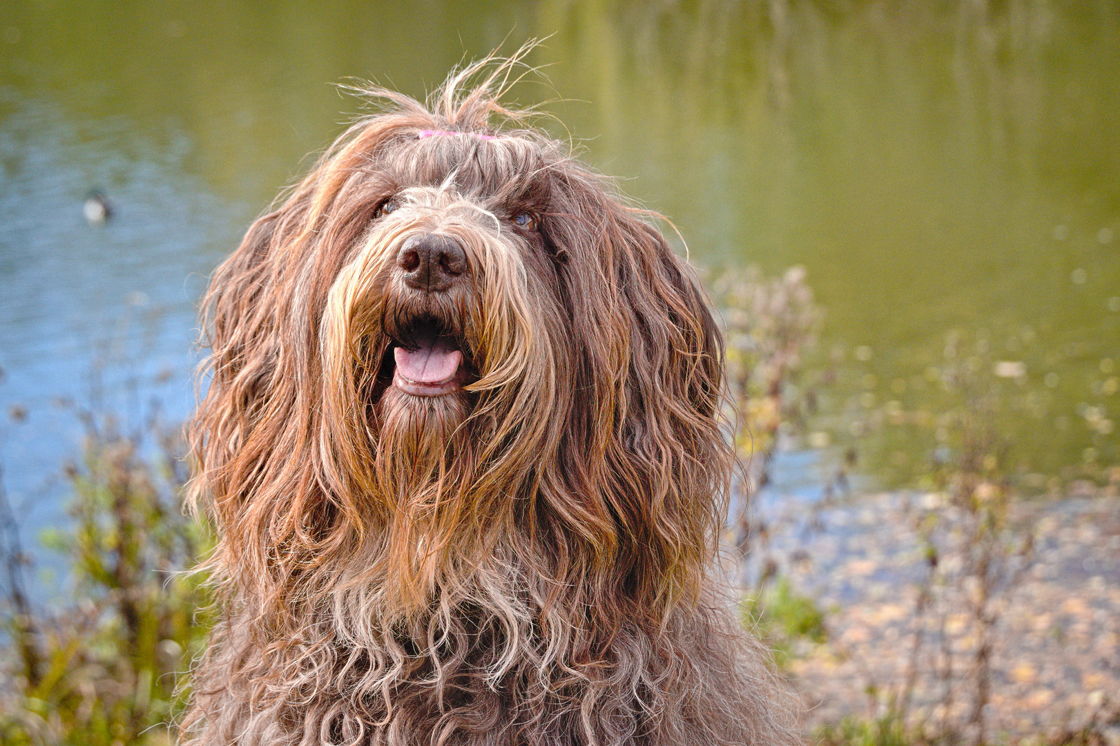 Fotoshooting mit netten Hunden